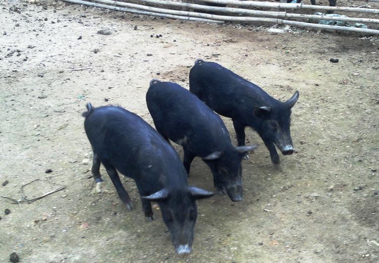 Lợn mán nguyên con - 220k/kg