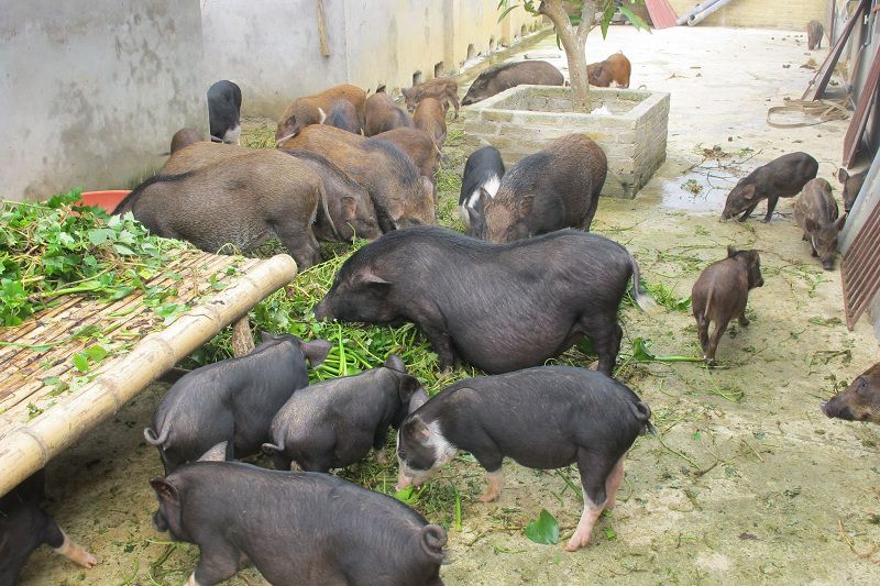 Lợn mán nguyên con - Đặc sản nổi tiếng xứ Mường