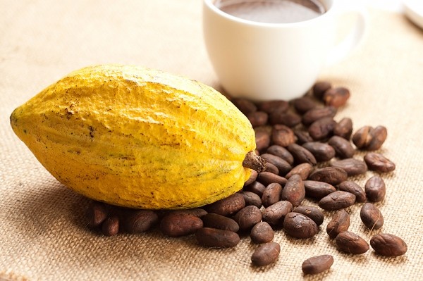 giới thiệu về cacao châu phi