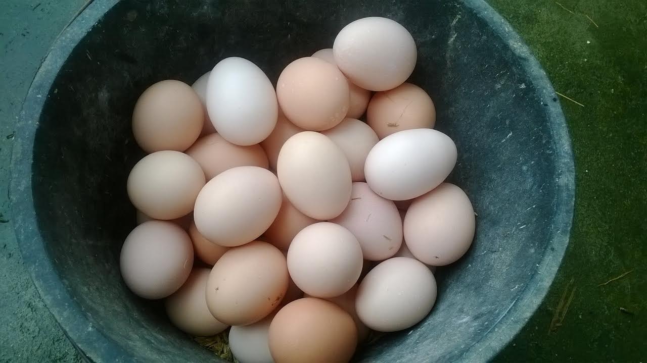 10 lợi ích vàng khi ăn trứng gà buổi sáng: